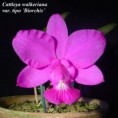 /album/fotogalerie-cattleya-walkeriana1/catt-walkeriana%20var-tipo%20%c2%b4biorchis%20ii%c2%b4-jpg/